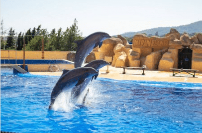 dolphins jump into the pool during a marineland show