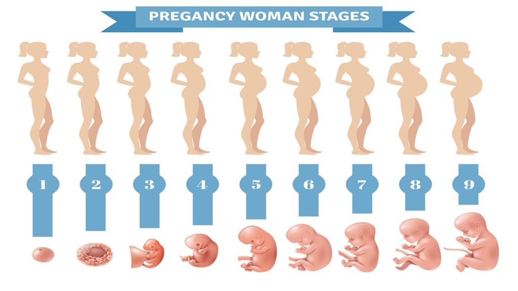 disegno che mostra una donna incinta con la pancia che cresce durante le diverse fasi della sua gravidanza, insieme a un'immagine del feto secondo il mese corrispondente
